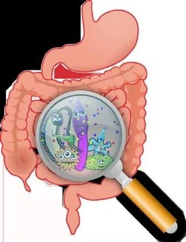 How SynoGut works to support digestion, reduce bloating, and promote gut health naturally